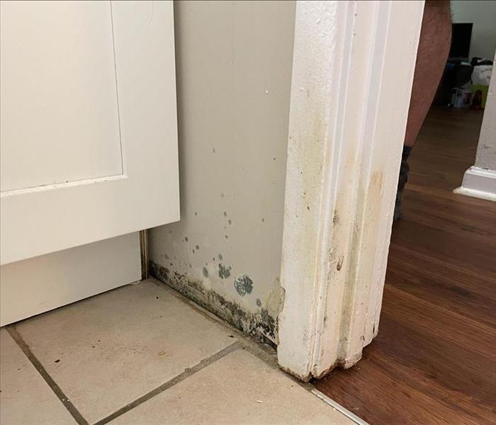 Mold growing by baseboards.
